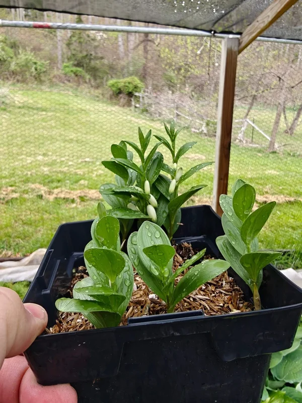 Dwarf Solomon's Seal Live Plant - Polygonatum humile - 5.25" Pot Perennial - Image 3