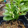 Dwarf Solomon's Seal Live Plant - Polygonatum humile - 5.25" Pot Perennial - Image 1