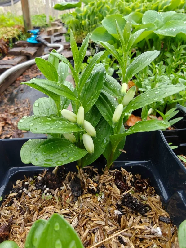 Dwarf Solomon's Seal Live Plant - Polygonatum humile - 5.25" Pot Perennial - Image 1