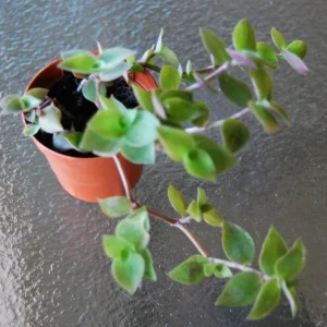 Dwarf Wandering Jew Callisia Repens Live Plant - Bolivian Chain Plant - Indoor/Outdoor - Image 2