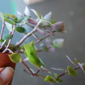 Dwarf Wandering Jew Callisia Repens Live Plant - Bolivian Chain Plant - Indoor/Outdoor - Image 3