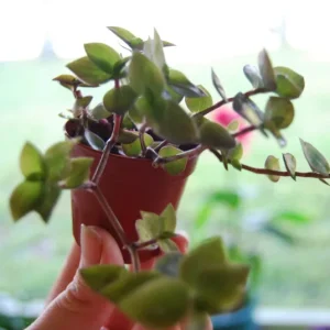 Dwarf Wandering Jew Callisia Repens Live Plant - Bolivian Chain Plant - Indoor/Outdoor - Image 4