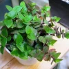 Dwarf Wandering Jew Callisia Repens Live Plant - Bolivian Chain Plant - Indoor/Outdoor - Image 1