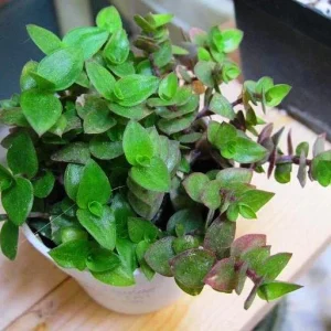 Dwarf Wandering Jew Callisia Repens Live Plant - Bolivian Chain Plant - Indoor/Outdoor - Image 1