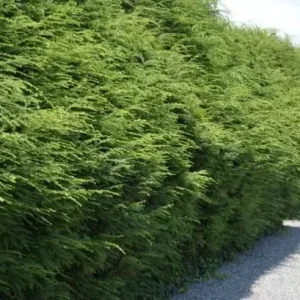 Eastern Hemlock Live Starter Plant – Evergreen Conifer – 6-8” Tall - Image 2