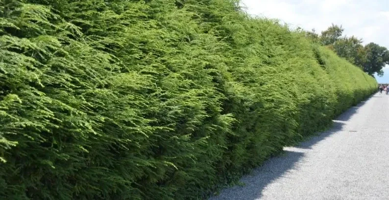 Eastern Hemlock Live Starter Plant – Evergreen Conifer – 6-8” Tall - Image 2