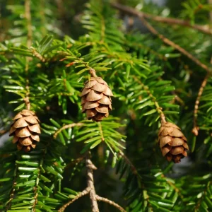Eastern Hemlock Live Starter Plant – Evergreen Conifer – 6-8” Tall - Image 3