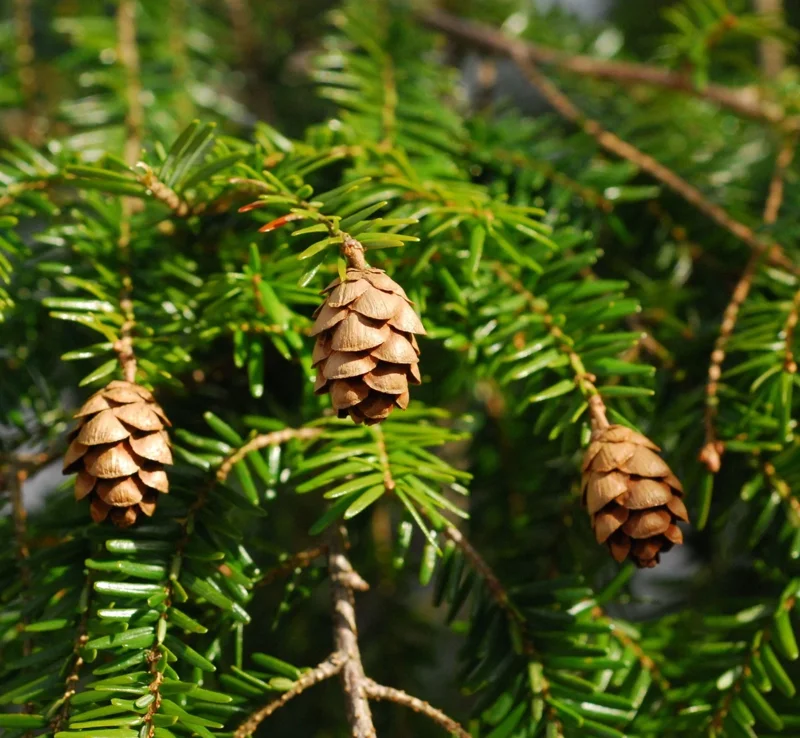 Eastern Hemlock Live Starter Plant – Evergreen Conifer – 6-8” Tall - Image 3