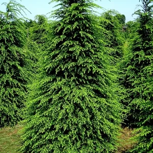 Eastern Hemlock Live Starter Plant – Evergreen Conifer – 6-8” Tall - Image 1