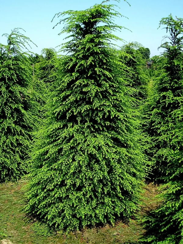 Eastern Hemlock Live Starter Plant – Evergreen Conifer – 6-8” Tall - Image 1
