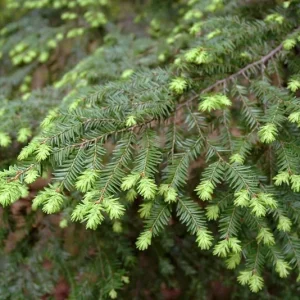 Eastern Hemlock Live Starter Plant – Evergreen Conifer – 6-8” Tall - Image 4