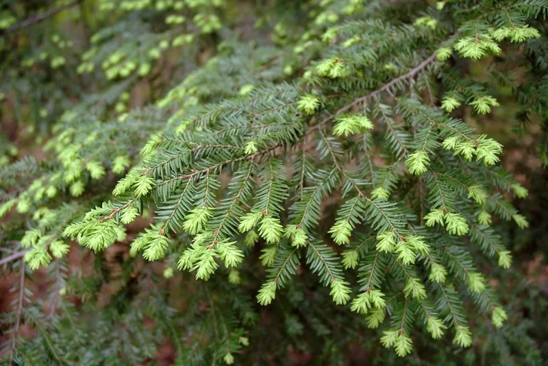 Eastern Hemlock Live Starter Plant – Evergreen Conifer – 6-8” Tall - Image 4