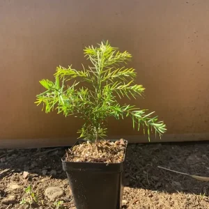 Eastern Hemlock Live Starter Plant – Evergreen Conifer – 6-8” Tall - Image 5