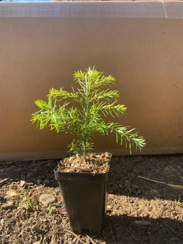 Eastern Hemlock Live Starter Plant – Evergreen Conifer – 6-8” Tall - Image 5