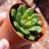 Echeveria 'Sleepy' Green Succulent Live Plant – Slow Growing Rosette - Image 1