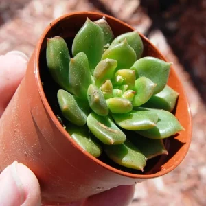 Echeveria 'Sleepy' Green Succulent Live Plant – Slow Growing Rosette - Image 1