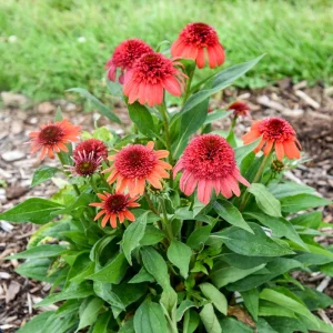 Echinacea 'Jamberry' Coneflower Live Plant - Perennial Outdoor - Image 2