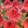 Echinacea 'Jamberry' Coneflower Live Plant - Perennial Outdoor - Image 1