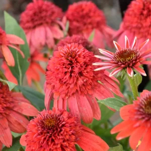 Echinacea 'Jamberry' Coneflower Live Plant - Perennial Outdoor - Image 1