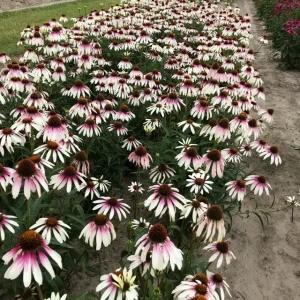 Echinacea 'Pretty Parasols' Coneflower – Live Perennial Plant – Outdoor - Image 2