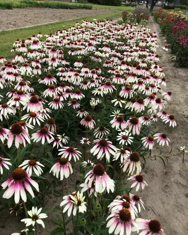 Echinacea 'Pretty Parasols' Coneflower – Live Perennial Plant – Outdoor - Image 2