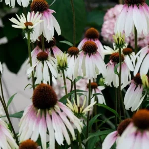 Echinacea 'Pretty Parasols' Coneflower – Live Perennial Plant – Outdoor - Image 3