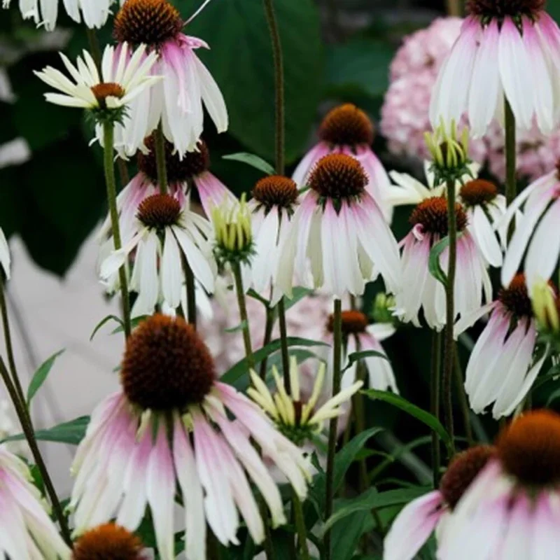 Echinacea 'Pretty Parasols' Coneflower – Live Perennial Plant – Outdoor - Image 3