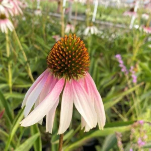 Echinacea 'Pretty Parasols' Coneflower – Live Perennial Plant – Outdoor - Image 4
