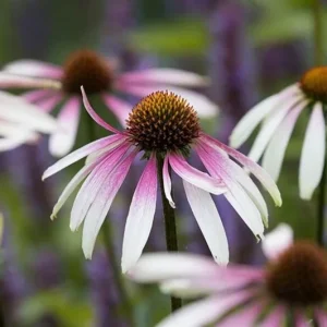 Echinacea 'Pretty Parasols' Coneflower – Live Perennial Plant – Outdoor - Image 5