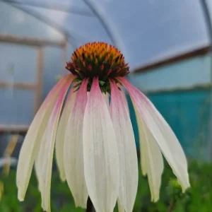 Echinacea 'Pretty Parasols' Coneflower – Live Perennial Plant – Outdoor - Image 6