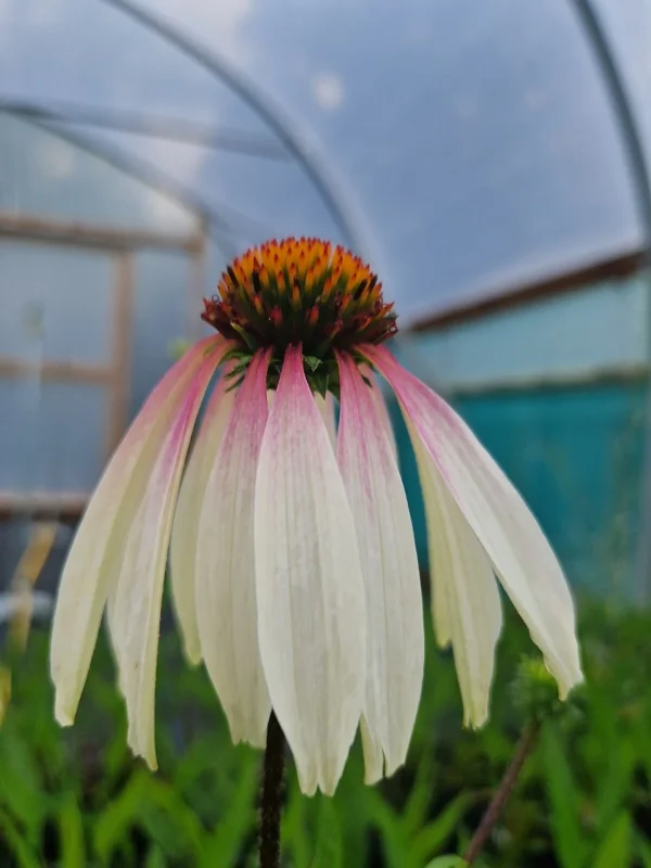 Echinacea 'Pretty Parasols' Coneflower – Live Perennial Plant – Outdoor - Image 6