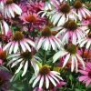 Echinacea 'Pretty Parasols' Coneflower – Live Perennial Plant – Outdoor - Image 1