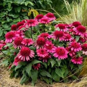 Echinacea Raspberry Beret Perennial Coneflower Live Plant 5.25