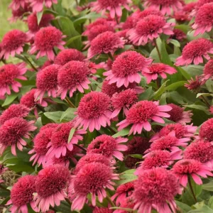 Echinacea Raspberry Beret Perennial Coneflower Live Plant 5.25