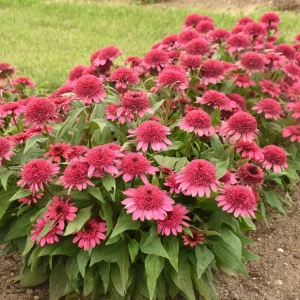 Echinacea Raspberry Beret Perennial Coneflower Live Plant 5.25