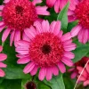 Echinacea Raspberry Beret Perennial Coneflower Live Plant 5.25" Pot Sun - Image 1