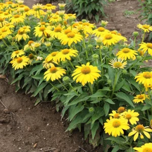 Echinacea Sombrero Lemon Yellow Improved Coneflower Live Plant – 5.25
