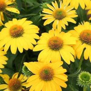 Echinacea Sombrero Lemon Yellow Improved Coneflower Live Plant – 5.25