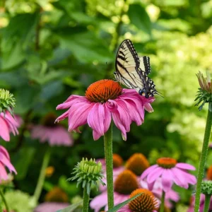 Echinacea Summersong Firefinch Coneflower Live Plant – Perennial – 5.25 inch Pot - Image 2