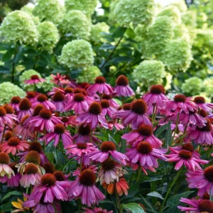 Echinacea Summersong Firefinch Coneflower Live Plant – Perennial – 5.25 inch Pot - Image 3