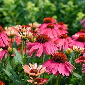 Echinacea Summersong Firefinch Coneflower Live Plant – Perennial – 5.25 inch Pot - Image 4