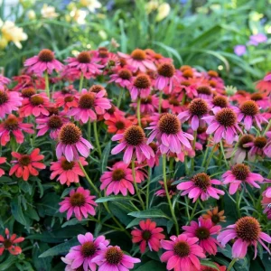 Echinacea Summersong Firefinch Coneflower Live Plant – Perennial – 5.25 inch Pot - Image 5