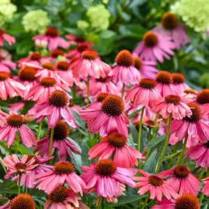 Echinacea Summersong Firefinch Coneflower Live Plant – Perennial – 5.25 inch Pot - Image 1