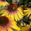 Echinacea Yellow Rainbow Marcella Coneflower Live Plant – Outdoor Perennial - Image 1