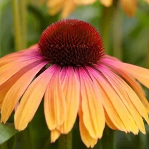Echinacea Yellow Rainbow Marcella Coneflower Live Plant – Outdoor Perennial - Image 2
