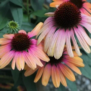 Echinacea Yellow Rainbow Marcella Coneflower Live Plant – Outdoor Perennial - Image 3