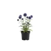 Echinops Blue Glow Plant Plug – Blue Globe Thistle Live Plant – Outdoor Garden - Image 1