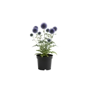 Echinops Blue Glow Plant Plug – Blue Globe Thistle Live Plant – Outdoor Garden - Image 1