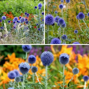 Echinops Blue Glow Plant Plug – Blue Globe Thistle Live Plant – Outdoor Garden - Image 2