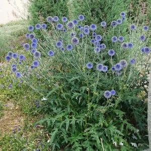 Echinops Blue Glow Plant Plug – Blue Globe Thistle Live Plant – Outdoor Garden - Image 3